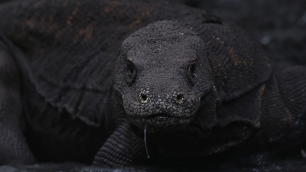 Island Hopping in Komodo National Park: The Ultimate Travel Experience