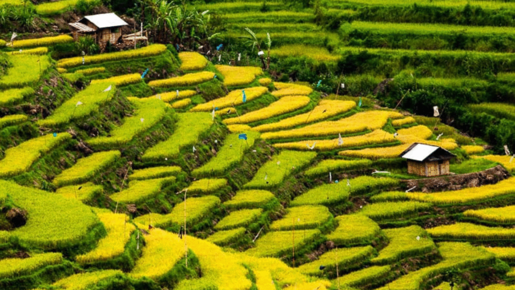 Komodo Trekking and Snorkeling Trip: The Ultimate Adventure in Indonesia