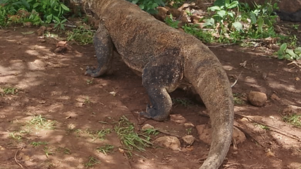 3 Interesting Komodo Facts: Discover the Secrets of the World’s Largest Lizard