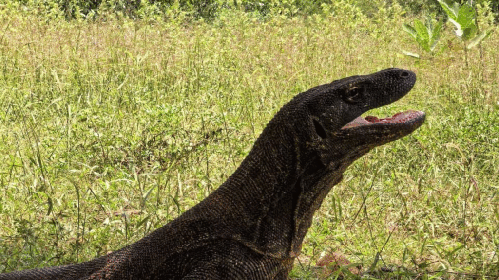 Can You Guess How Big a Komodo Dragon Is?
