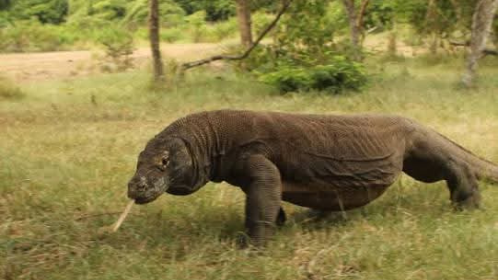 Komodo Tour Package 3 Days 2 Nights – The Ultimate Komodo National Park Adventure