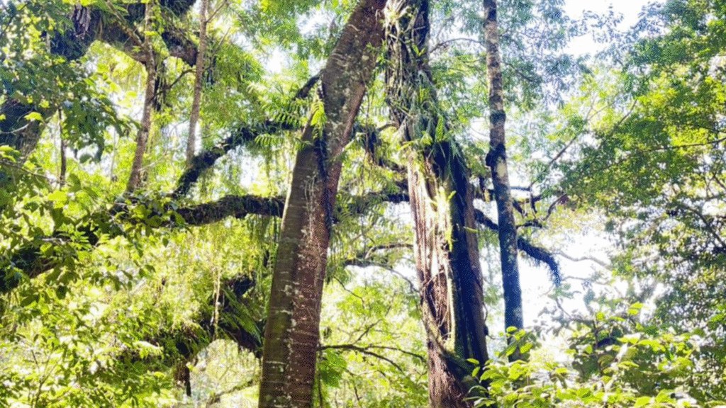 Explore Flores: 8 Days Overland Tour Package Adventure