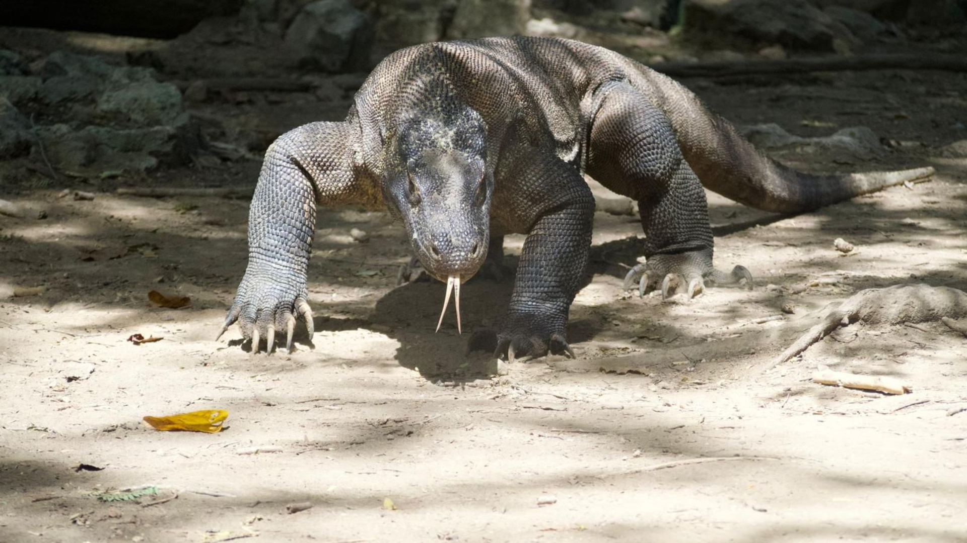 Visiting Komodo from Bali: The Ultimate Island Adventure