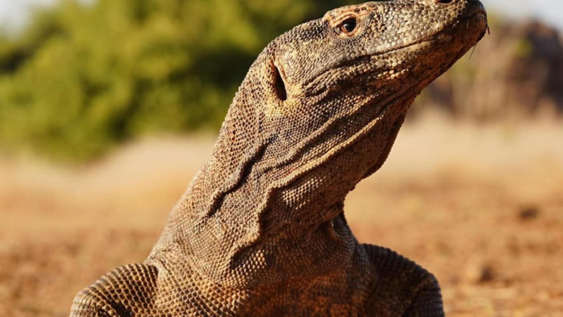 Things You Should Try While Exploring Labuan Bajo