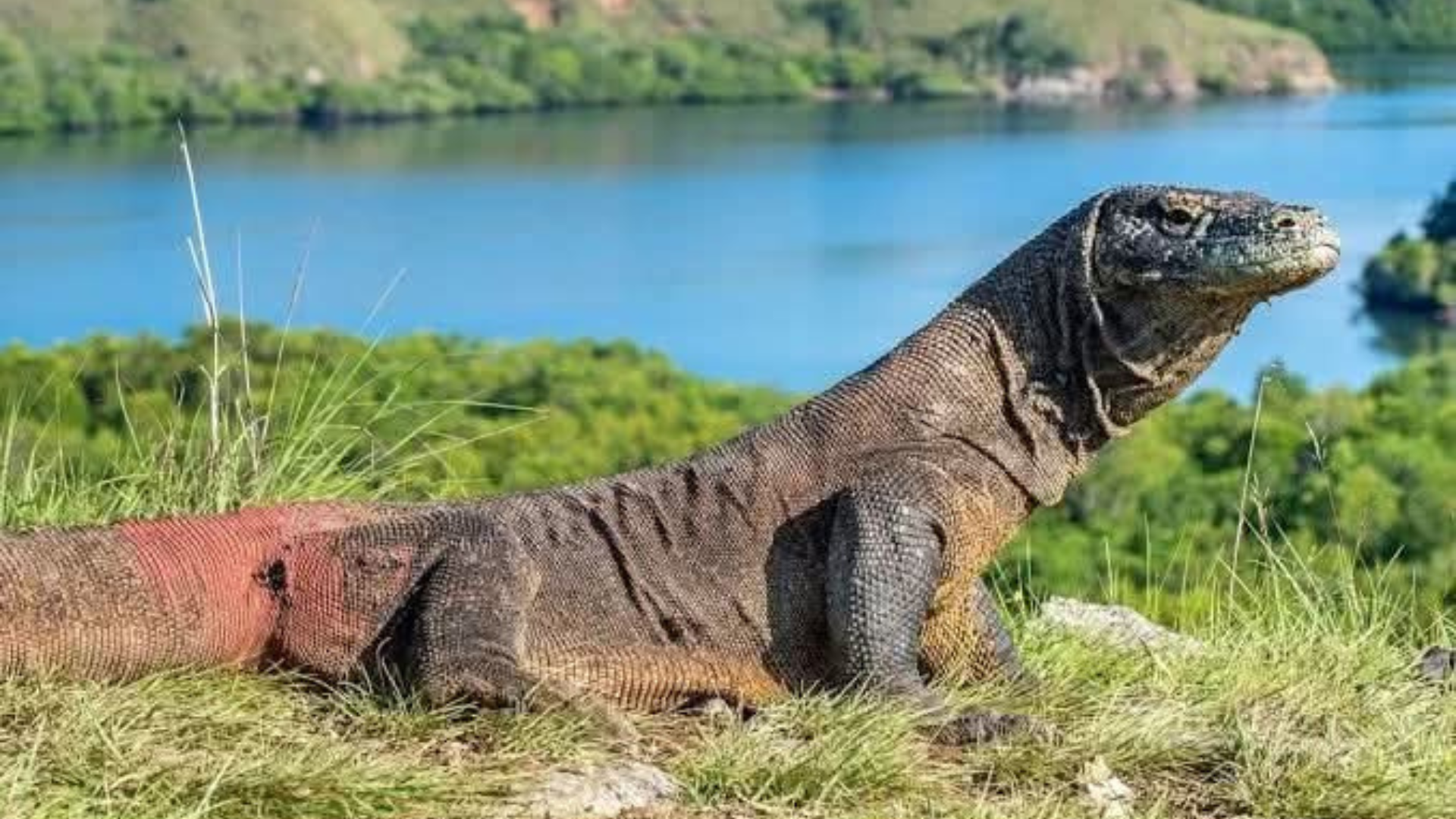 Komodo Open Trip Sailing 2 Days 1 Night (2D1N)