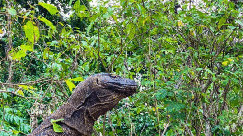 Komodo Open Trip 1 Day Speedboat – Explore Komodo in One Day