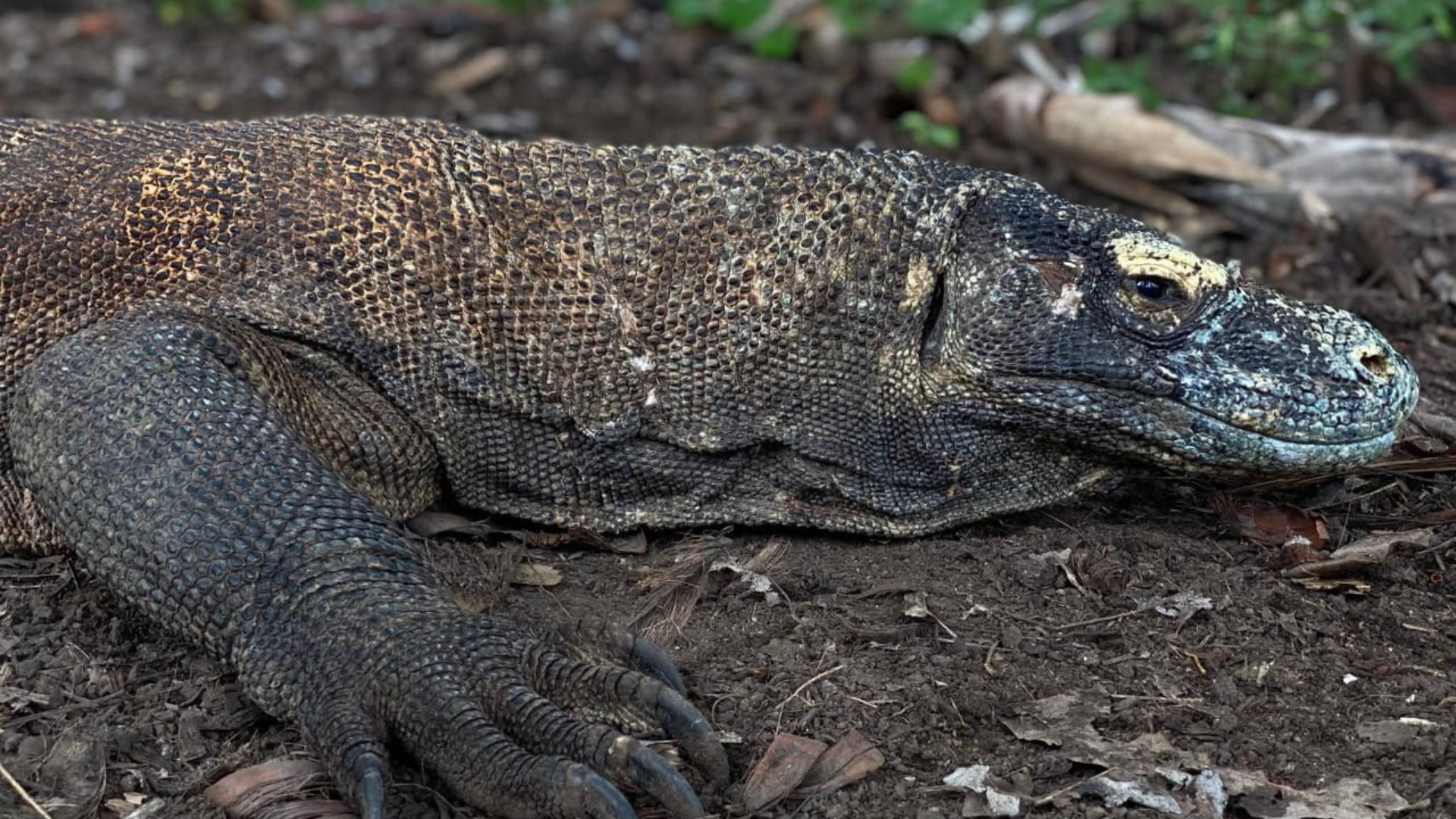 Visiting Komodo Island to See the Komodo Dragon: A Once-in-a-Lifetime Adventure