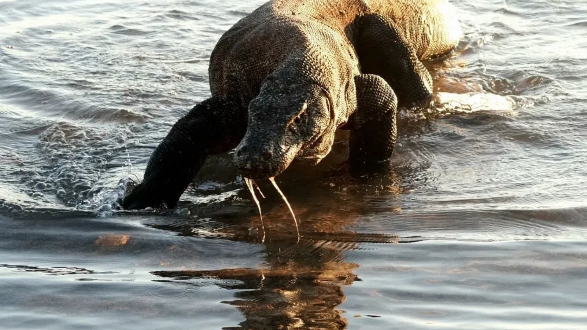 5 Crucial Things to Prepare Before Going to Komodo National Park