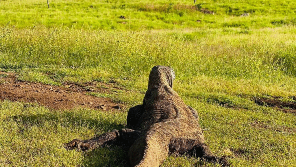 Experience Komodo National Park Tour: A Journey Beyond Imagination