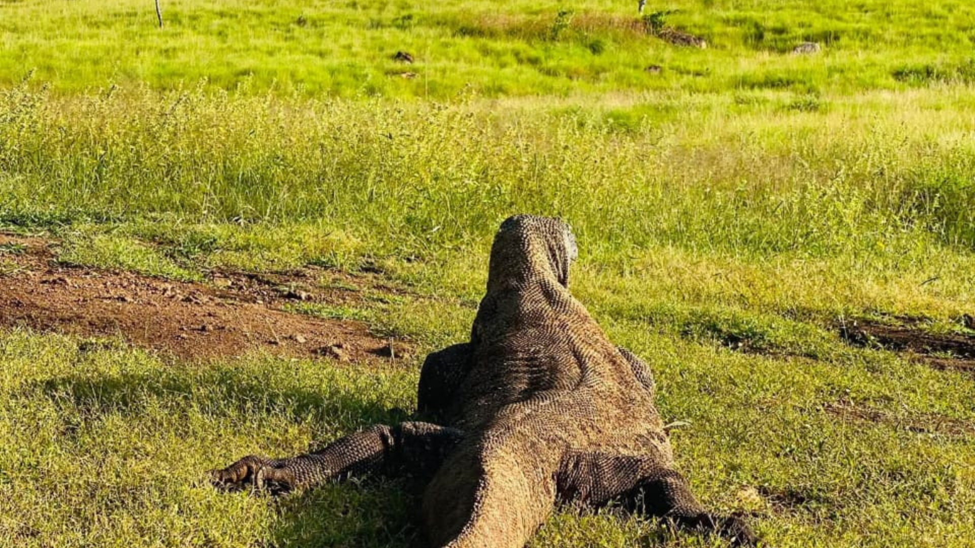 Experience Komodo National Park Tour: A Journey Beyond Imagination