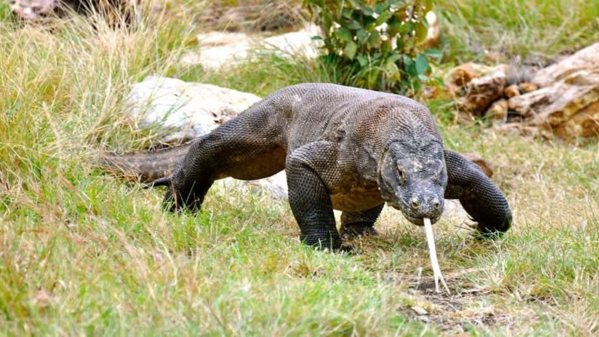 Reasons to Take a Day Trip to Komodo Island