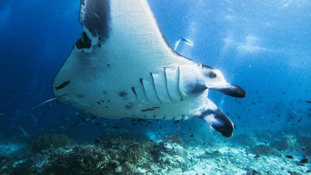 Enjoying Unique Spots on the Trips to Komodo from Bali
