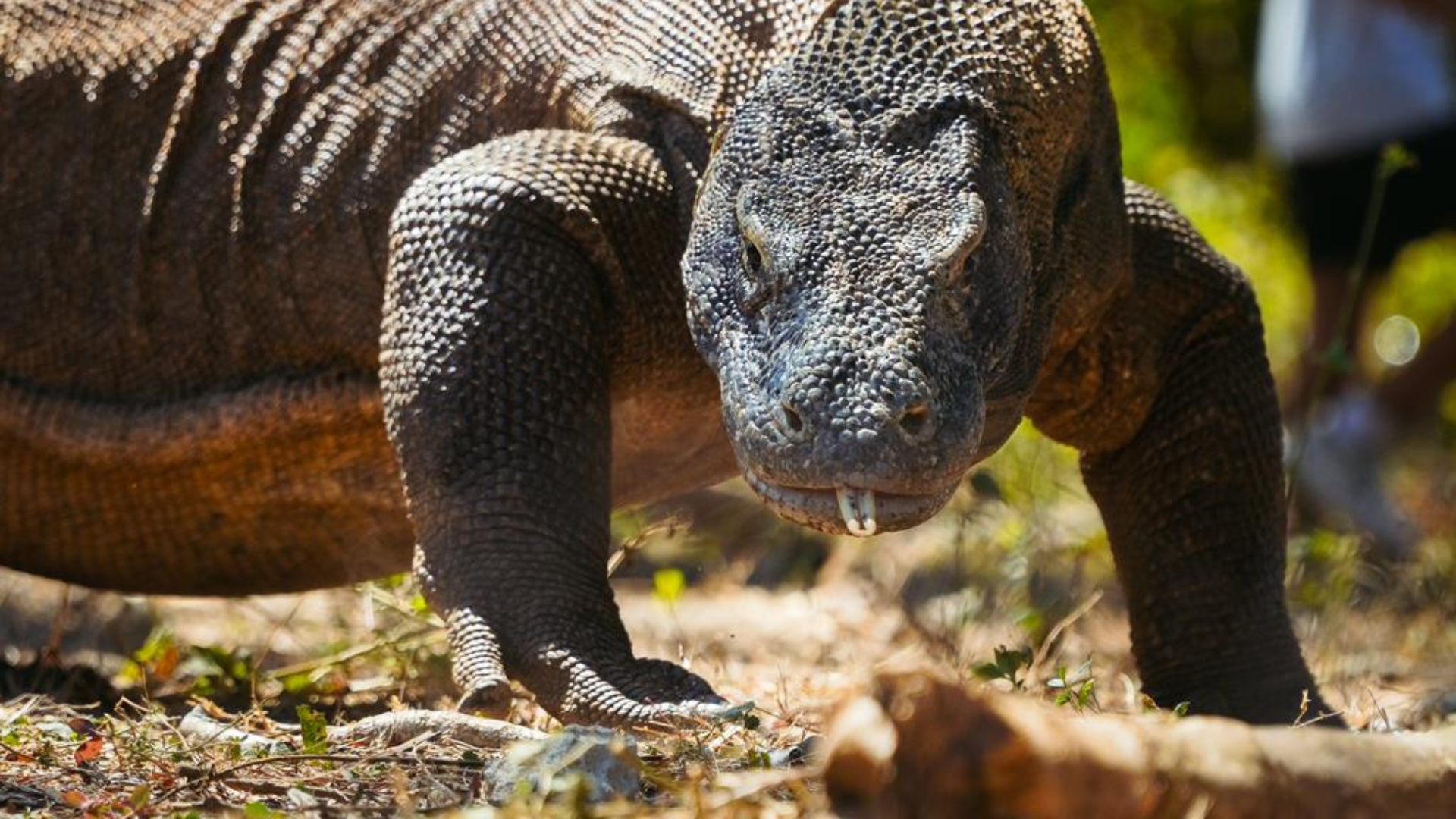 Best Way to Enjoy a Bali to Komodo Island Day Trip