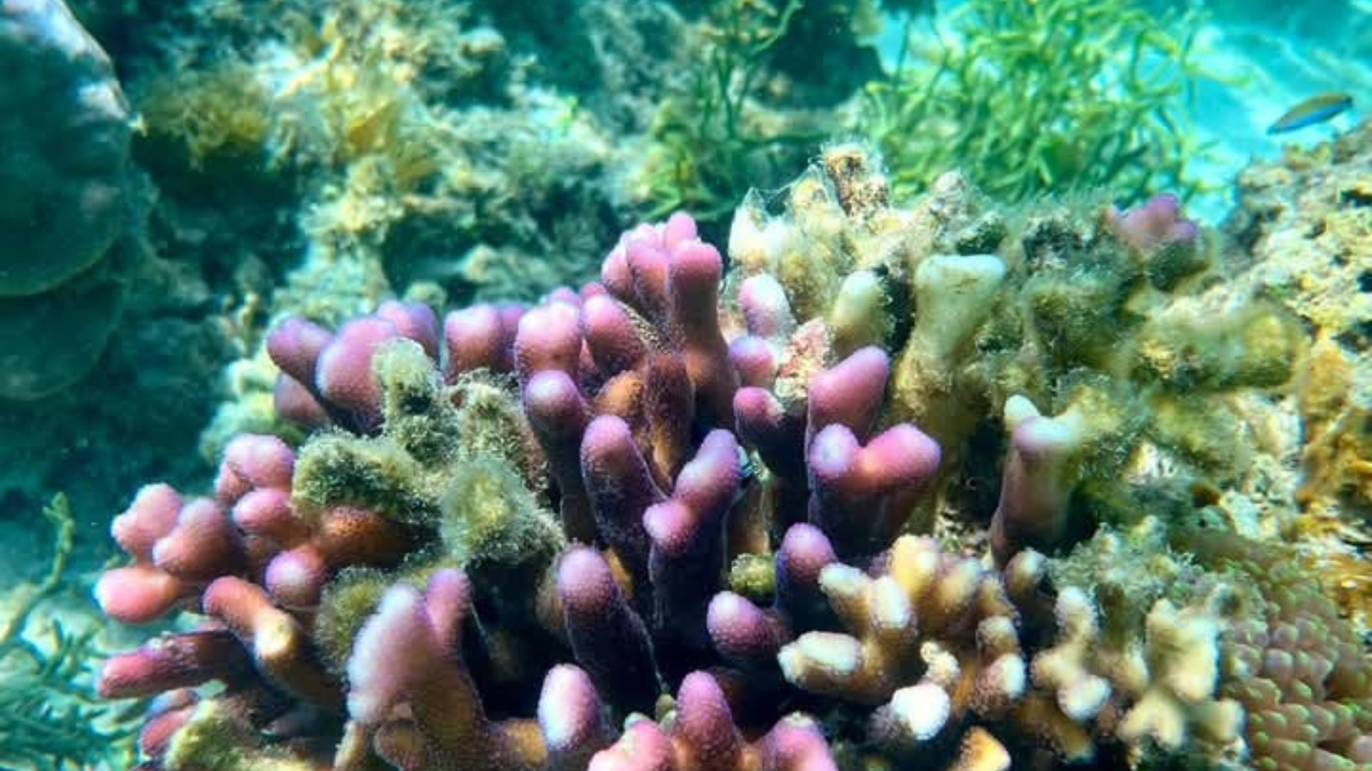 Everything You Need to Know About Komodo Dragons in Komodo Island