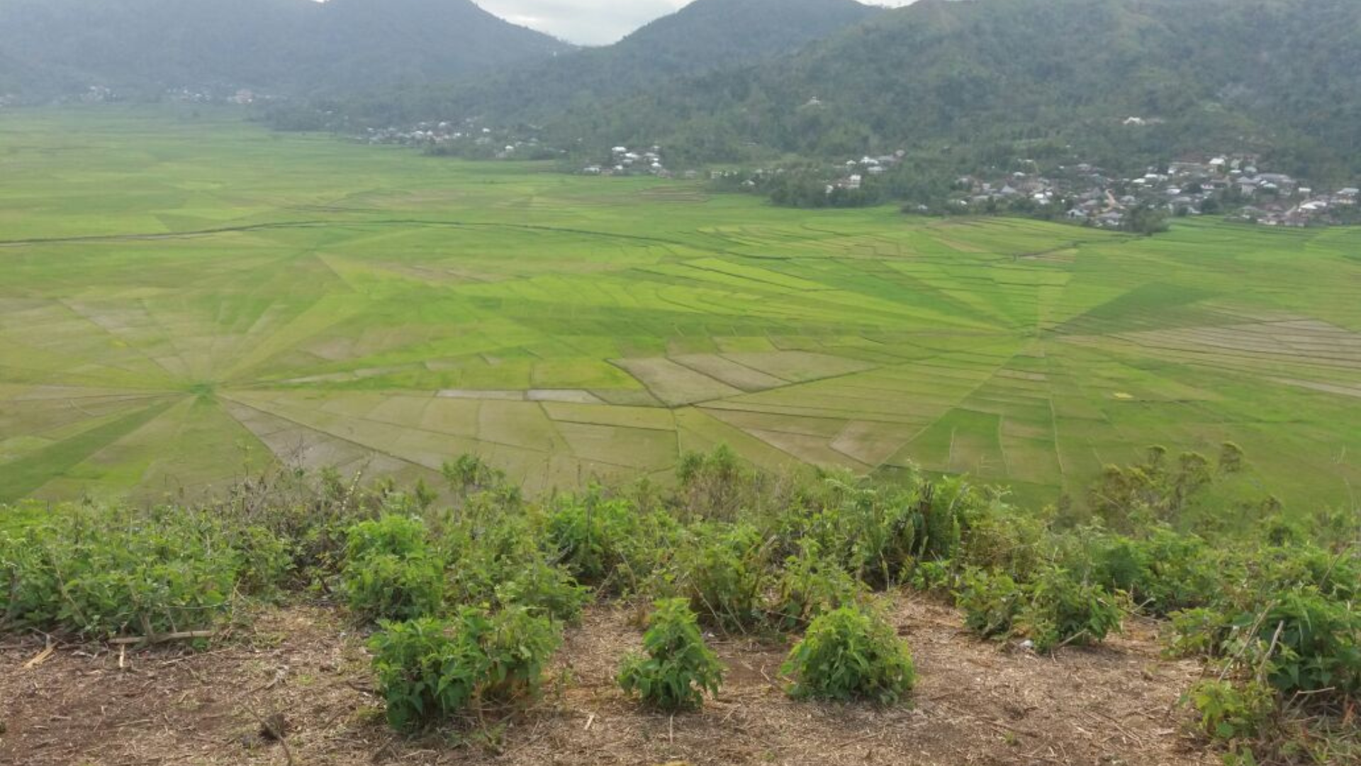 Cancar Spider Rice Fields: A Unique Cultural Landscape in Flores