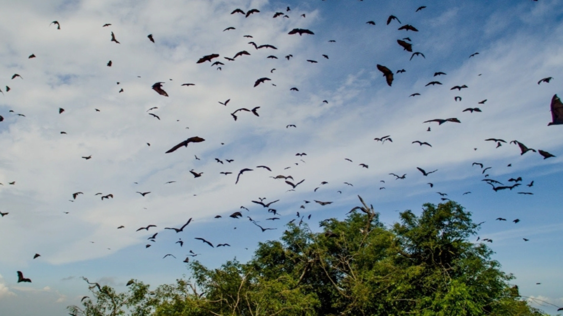 Kalong Island: The Magical Sunset of Flying Foxes in Komodo National Park