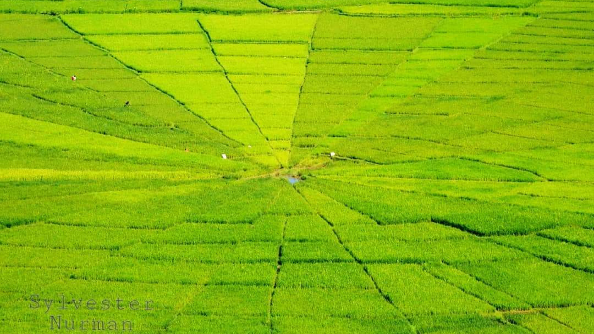 Lembor Rice Fields: The Green Heart of West Manggarai