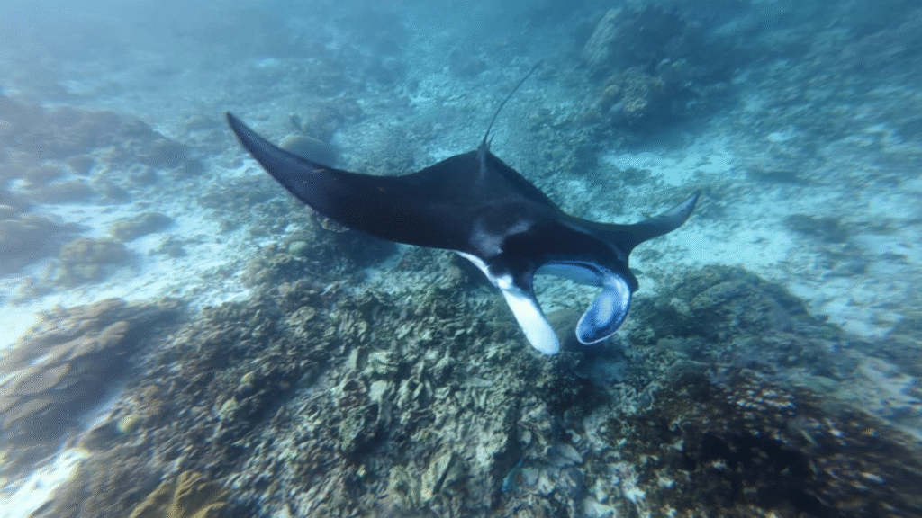 Manta Point: The Best Place to Swim with Giant Manta Rays in Komodo