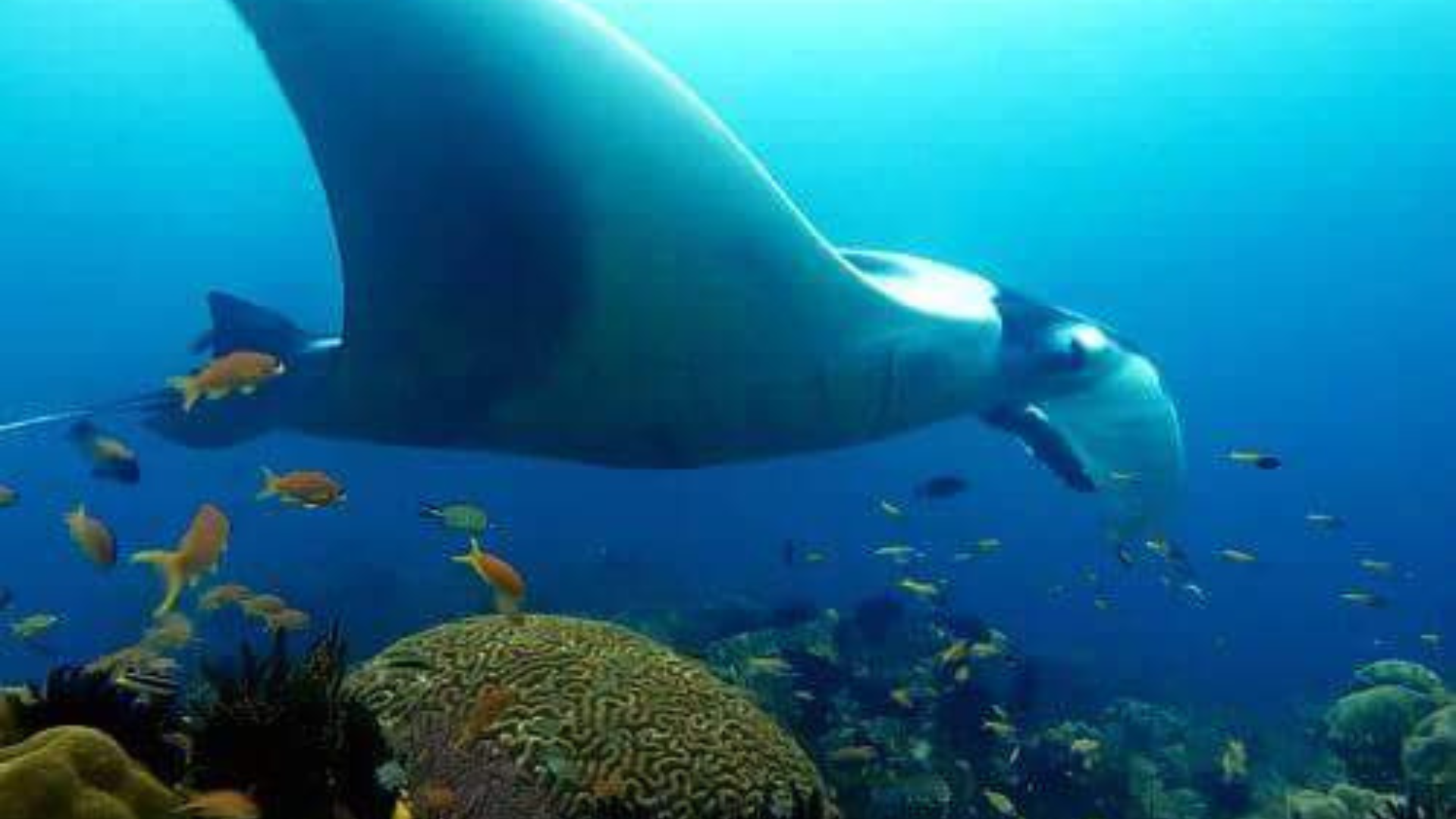 The Alley (Manta Alley): The Ultimate Manta Ray Encounter in Komodo