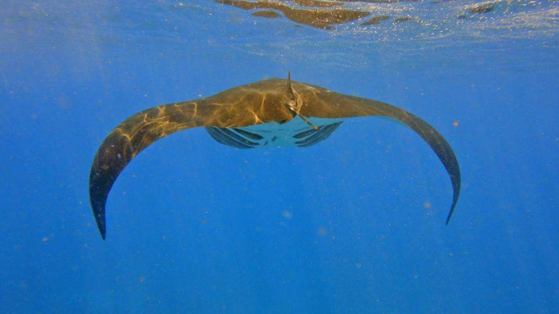 Toro Oi: A Hidden Coral Garden in Komodo National Park
