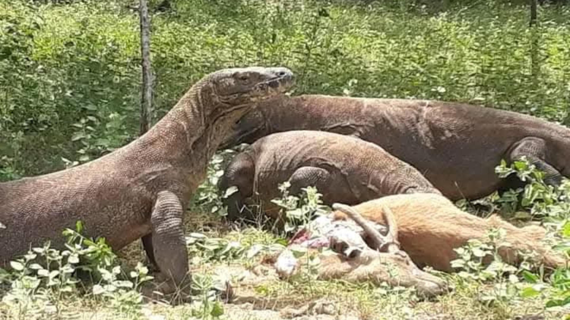 Komodo 2D1N Tour: A Short but Unforgettable Komodo Adventure