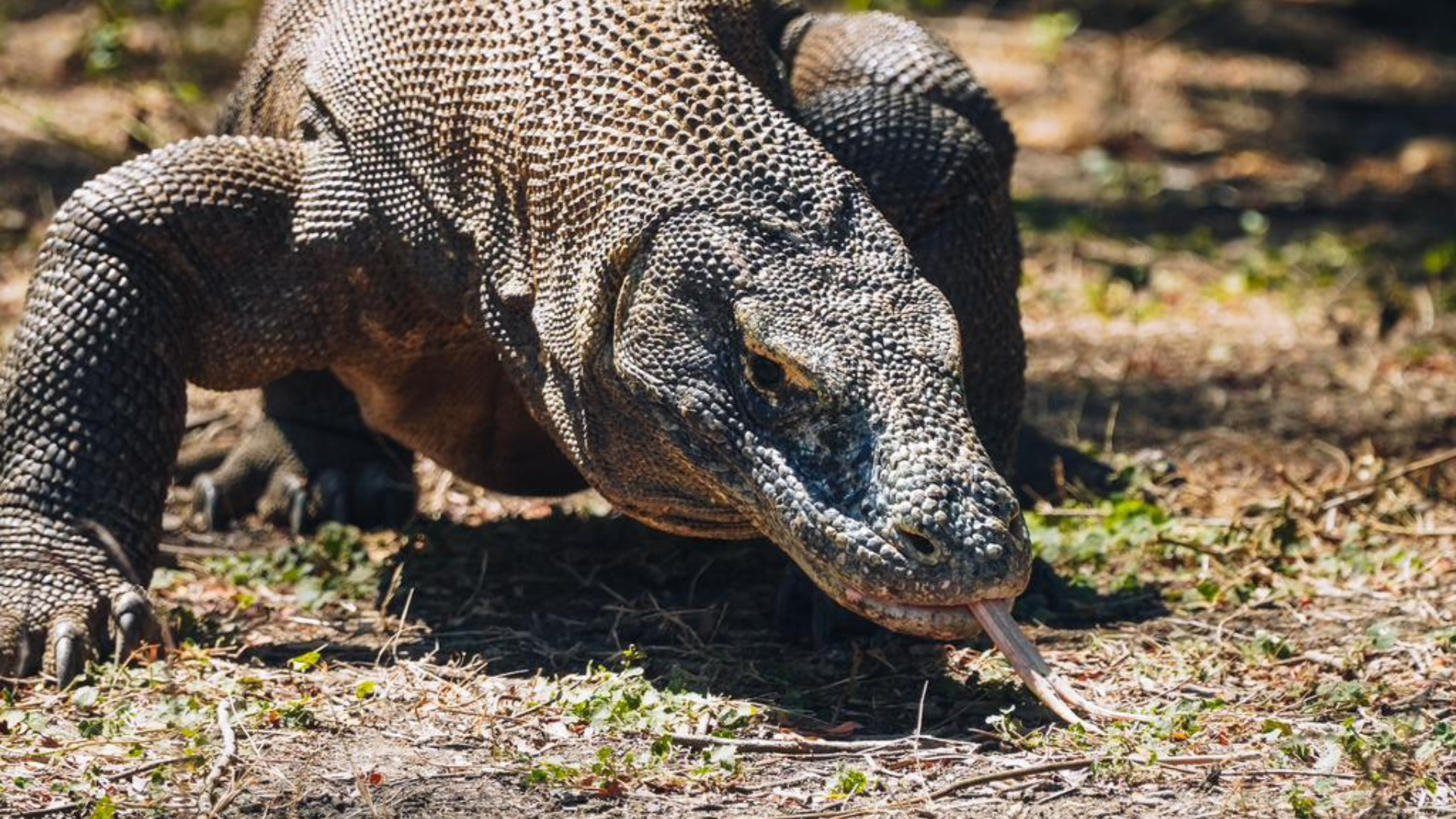 Komodo Private Boat Charter: KTT01 Private AC Cabin Boat Experience
