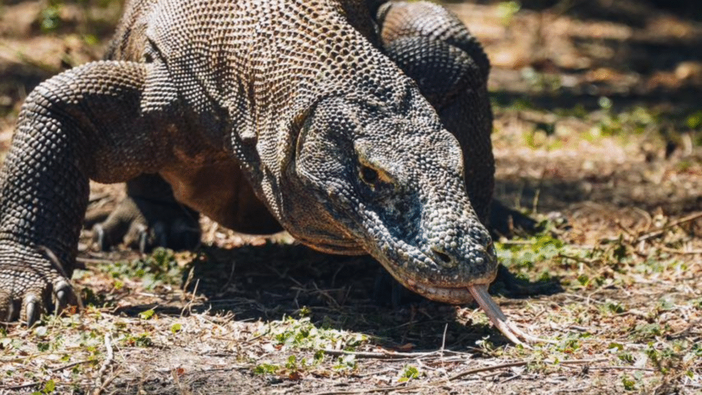 Komodo 2 Days 1 Night Private Boat Tour: A Short but Unforgettable Adventure