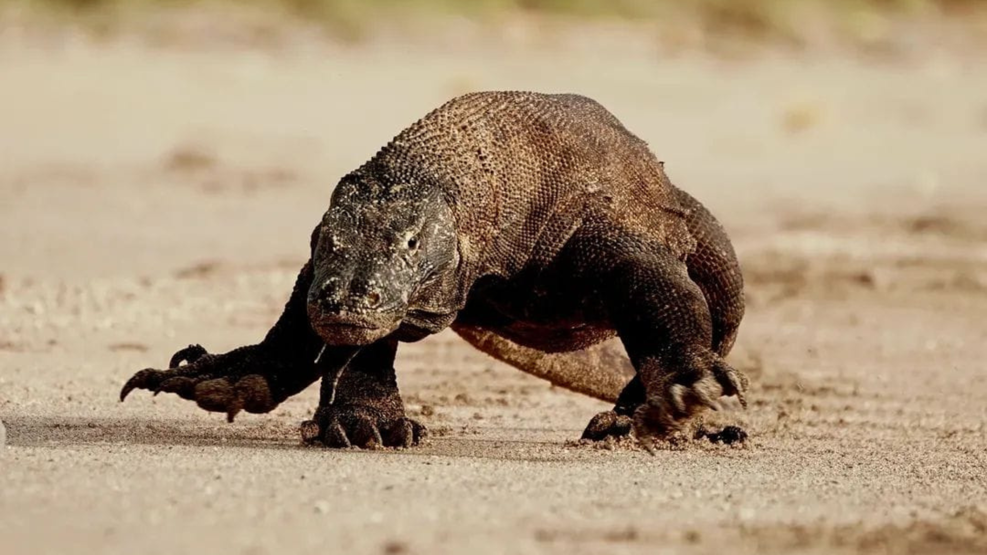 Komodo 4 Days 3 Nights Diving Trip by Private Boat: The Ultimate Liveaboard Experience