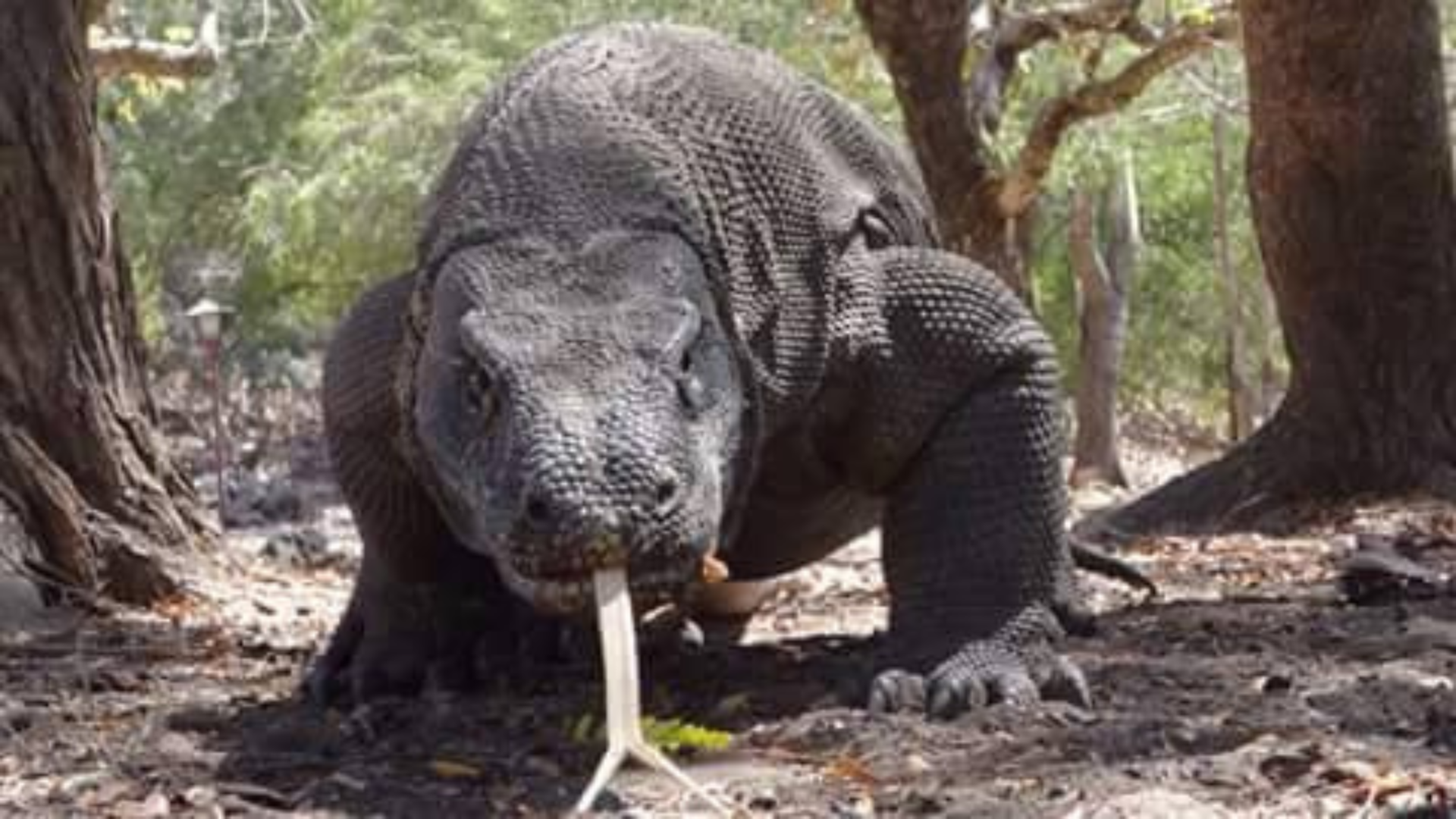 Komodo Boat Charter Price: Complete Guide for 2026