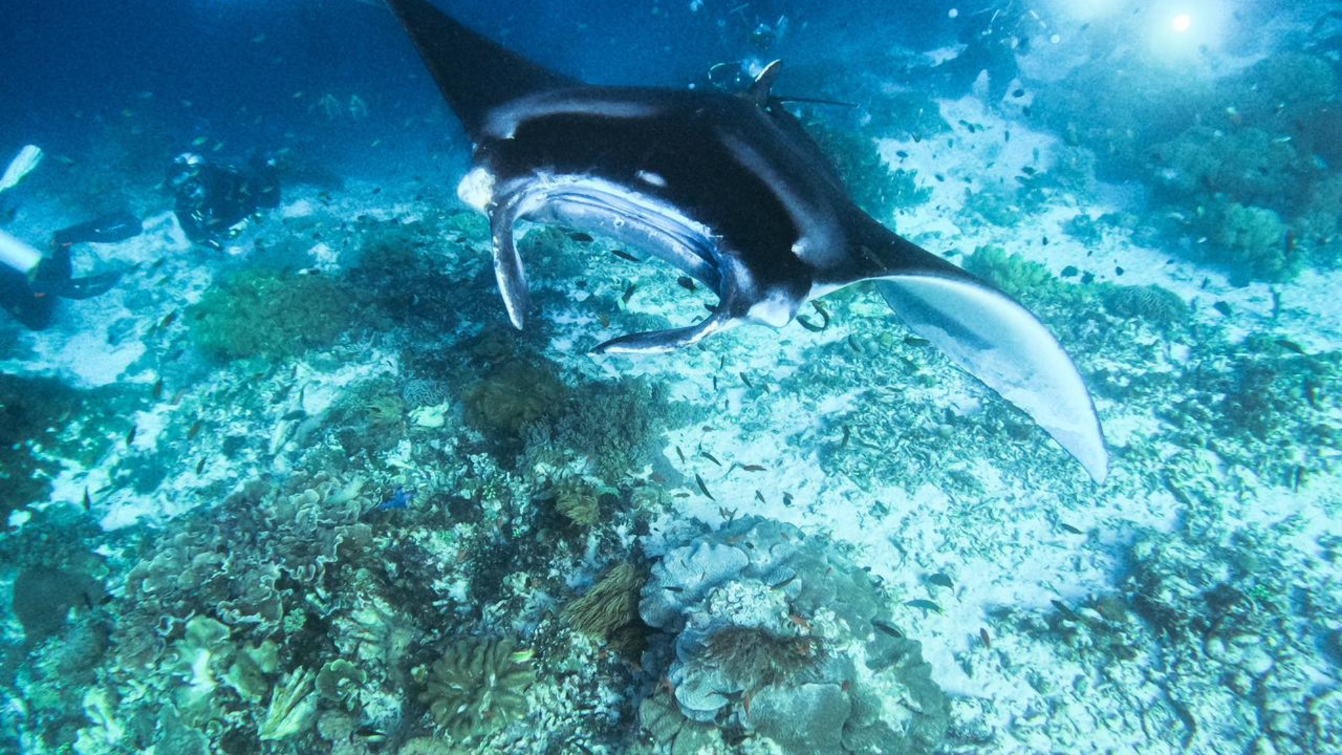 Komodo Diving Cruise Indonesia: The Ultimate Liveaboard Adventure
