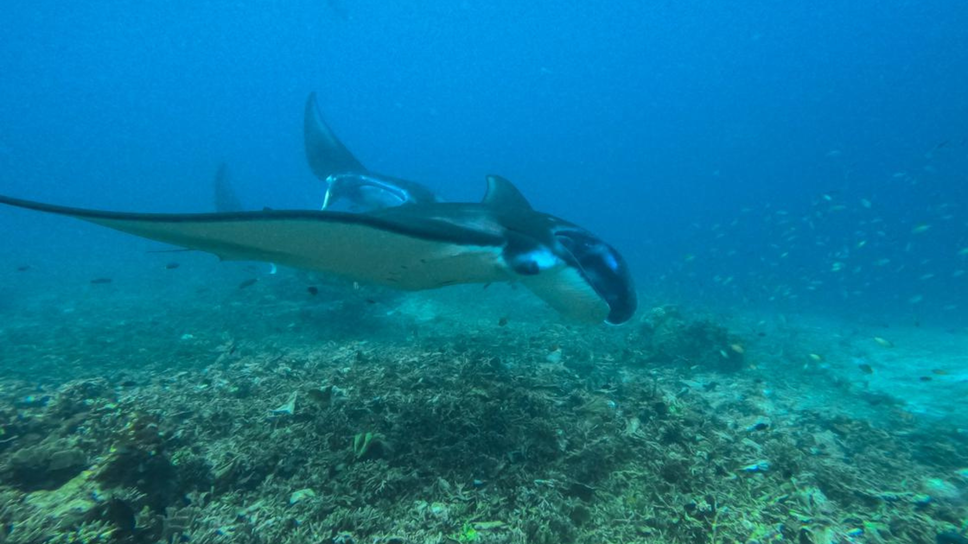 Komodo Island Hopping Cruise: The Ultimate Sailing Adventure in Indonesia