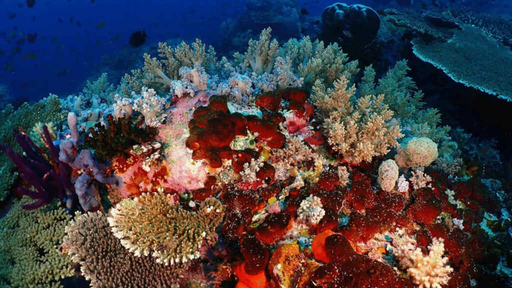 Komodo Flores Tours – Discover the Ultimate Island Adventure in Indonesia