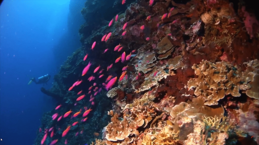Komodo Speed Boat Tour – Fast and Efficient Adventure in Komodo National Park