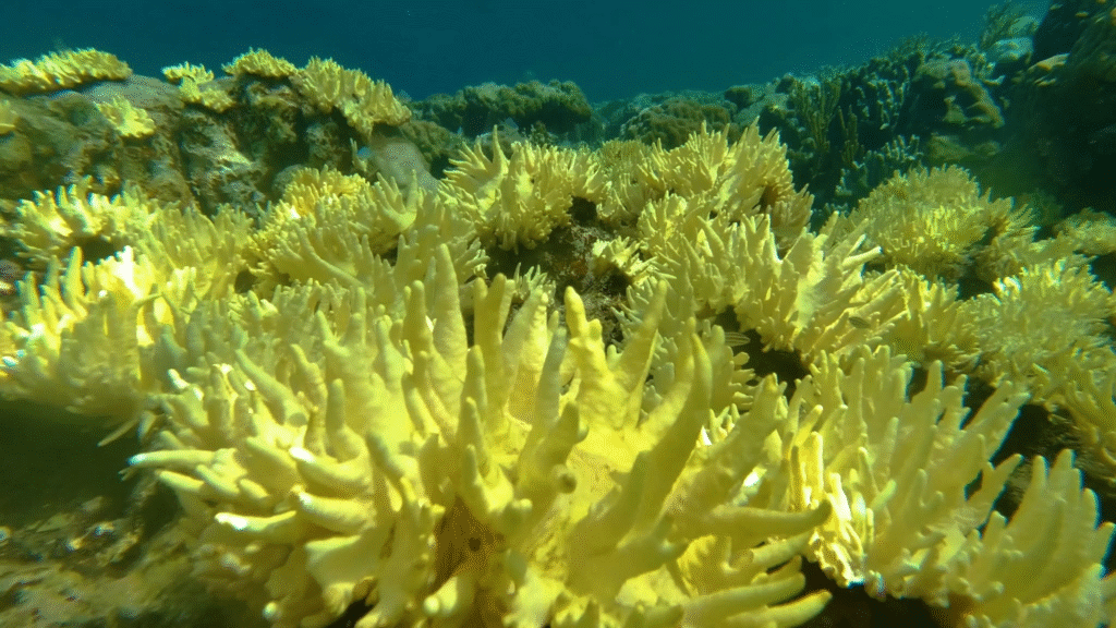 Bali to Komodo Speed Boat Tour – A Seamless Island Adventure from Bali
