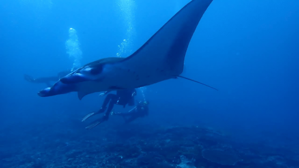Komodo Rinca Speed Boat Tour – A Fast Adventure to See the Dragons
