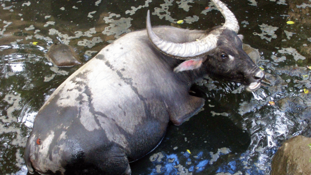 3 Days Flores Komodo Tour: A Perfect Combination of Nature and Adventure