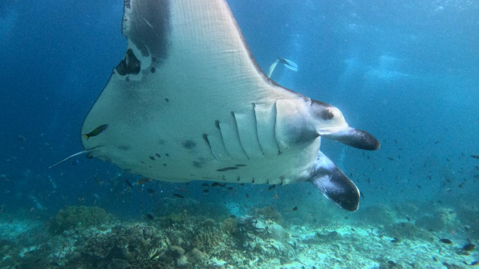 Komodo Diving Liveaboard: The Ultimate Underwater Adventure in Indonesia