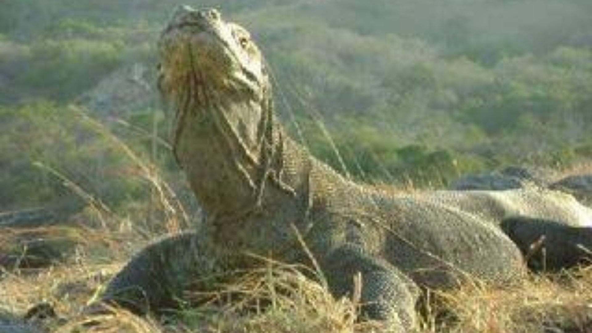 Komodo Tour Price: Complete Guide for Travelers