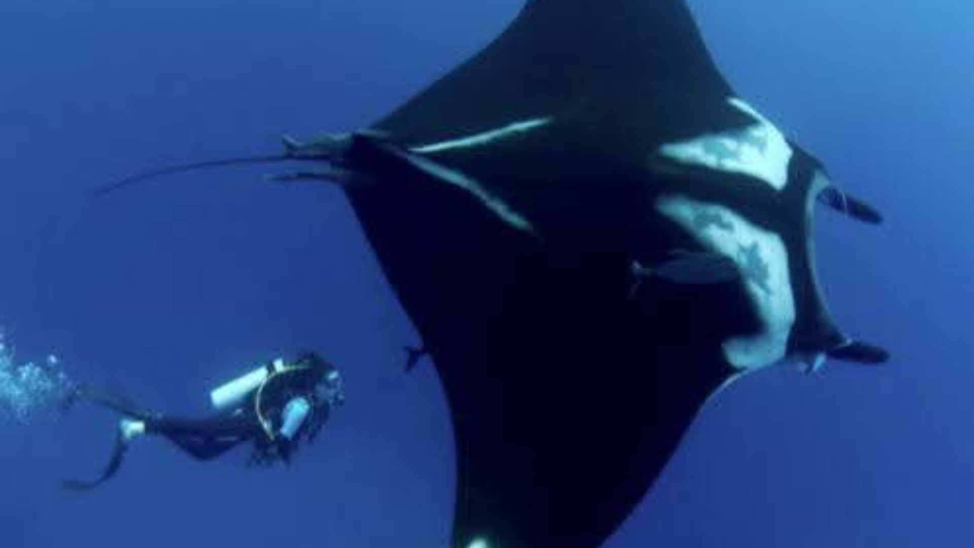 Labuan Bajo Komodo Cruise: The Ultimate Island Sailing Experience