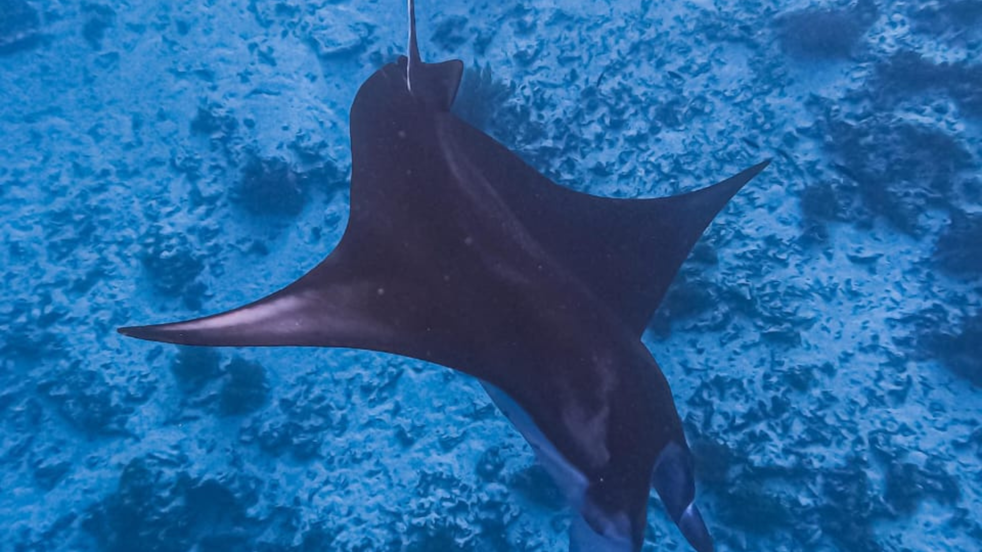 Komodo Luxury Cruise Indonesia: The Ultimate Sailing Experience