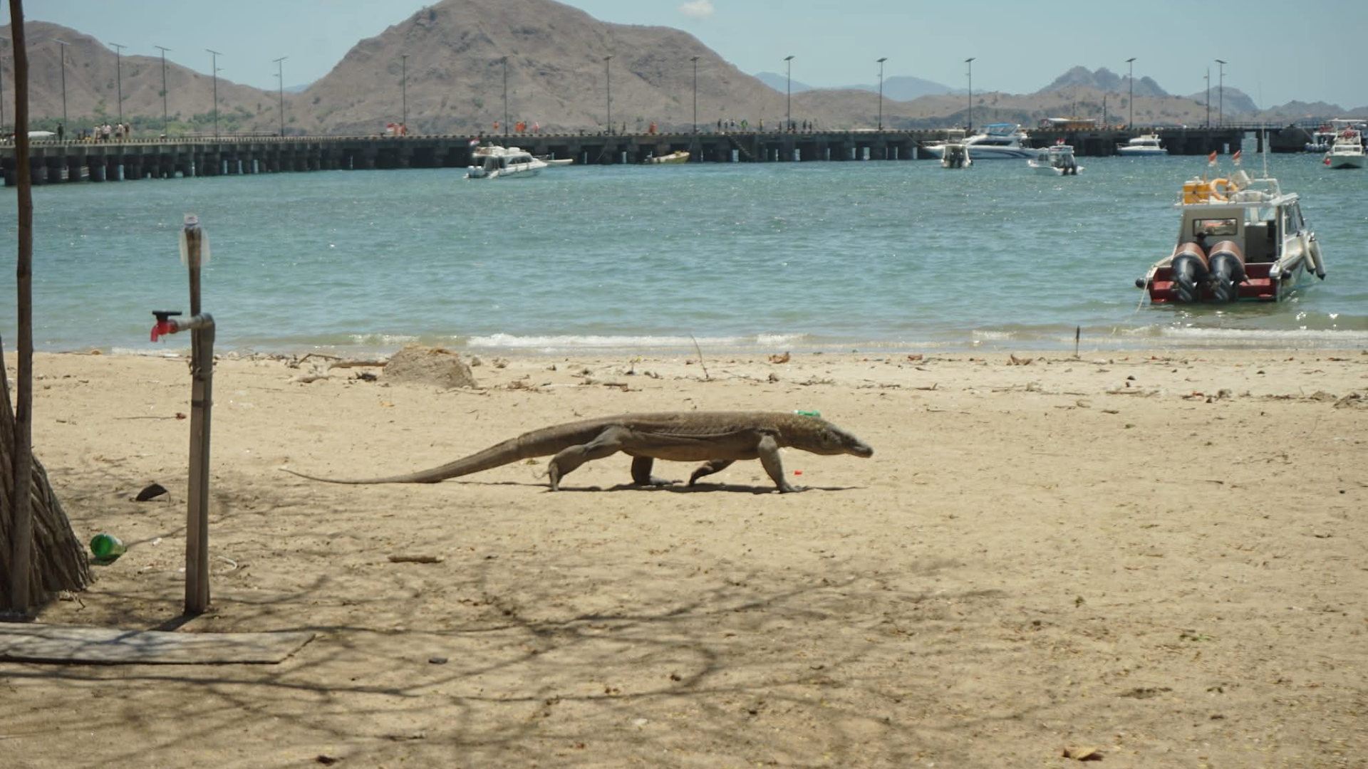Komodo Expedition Cruise: The Ultimate Adventure Through Indonesia’s Hidden Paradise