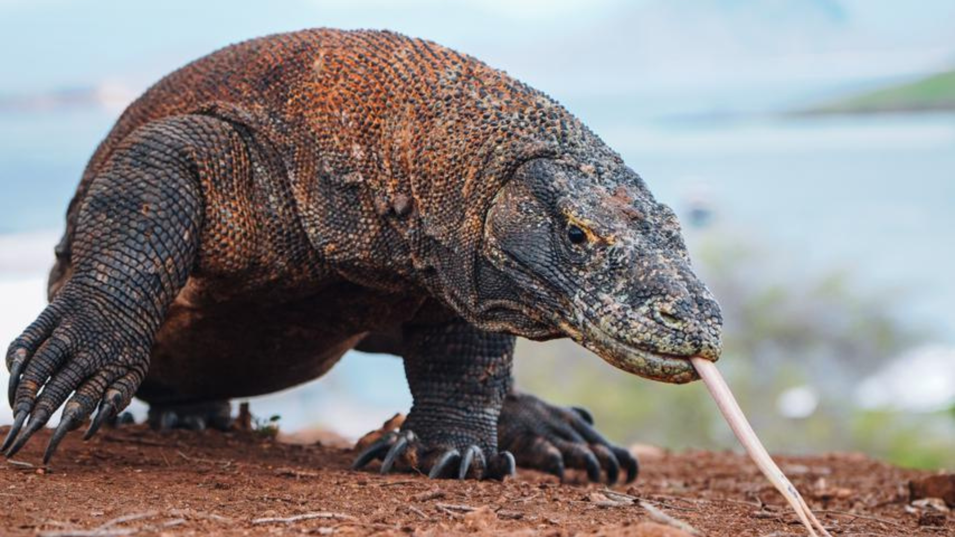 Komodo Expedition Cruise Itinerary: Exploring Indonesia Beyond the Ordinary