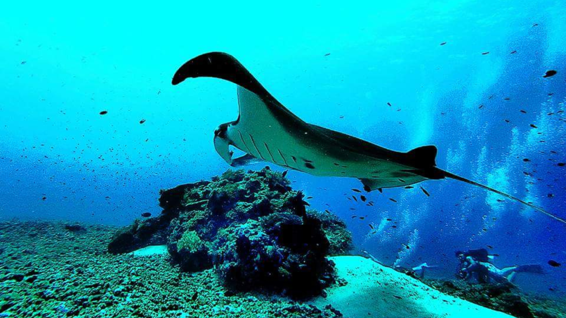 Komodo Manta Ray Tour: Swim with Graceful Giants in Crystal-Clear Waters