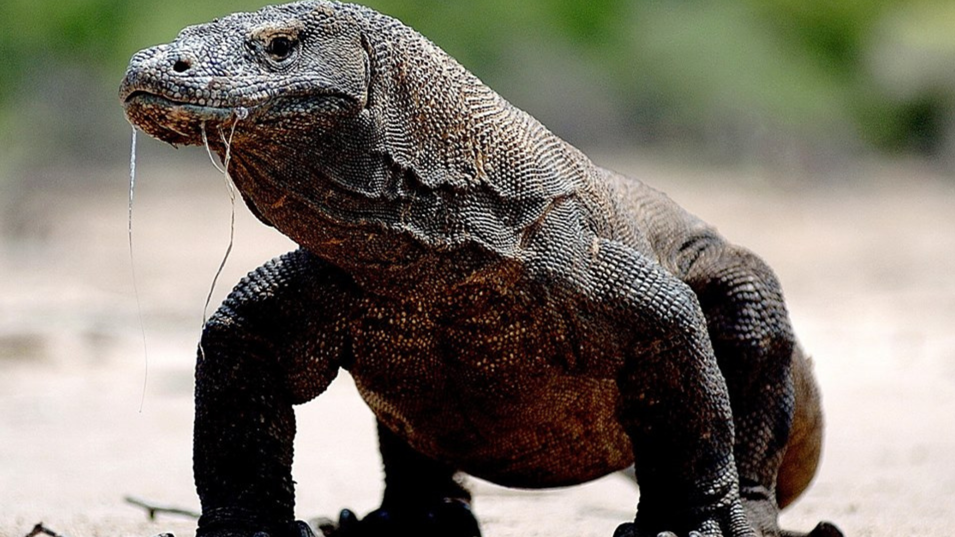 Komodo Cruise Excursion: A Perfect Island Adventure
