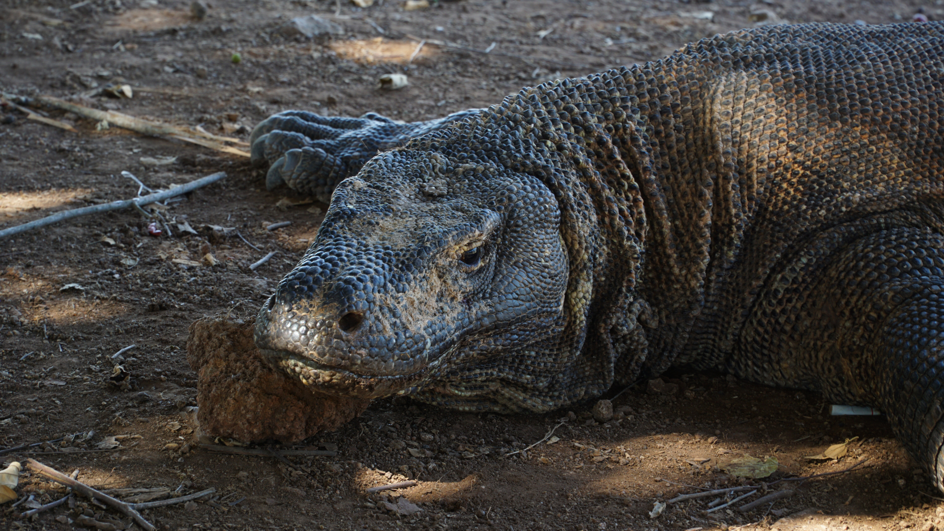 Wae Rebo and Komodo Tour: Culture and Nature in One Journey