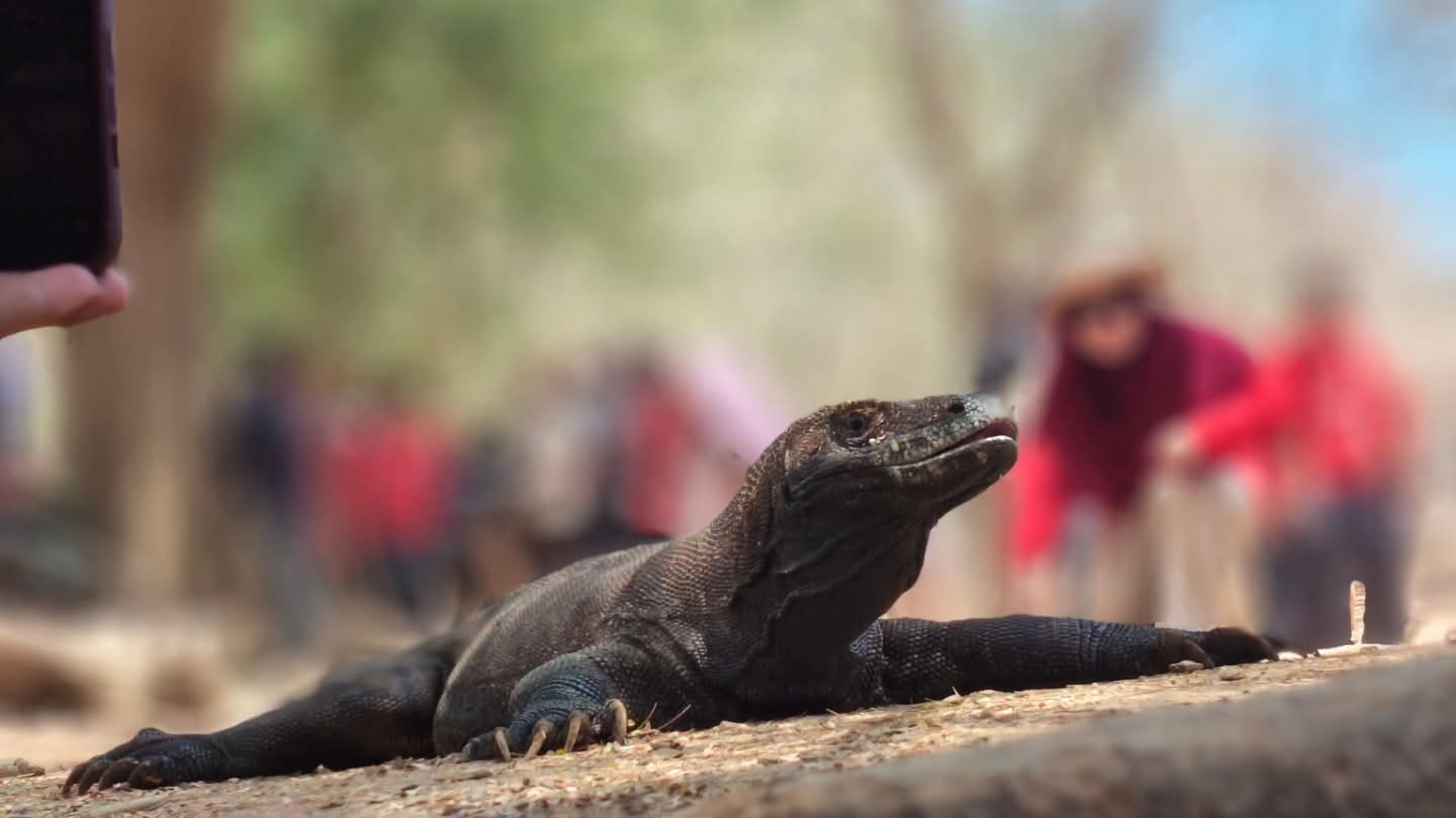 Komodo Dragon Cruise Tour: Explore Flores and Meet the Legendary Dragons