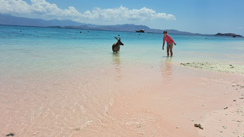 Pink Beach Shore Excursion: A Relaxing Escape in Komodo National Park