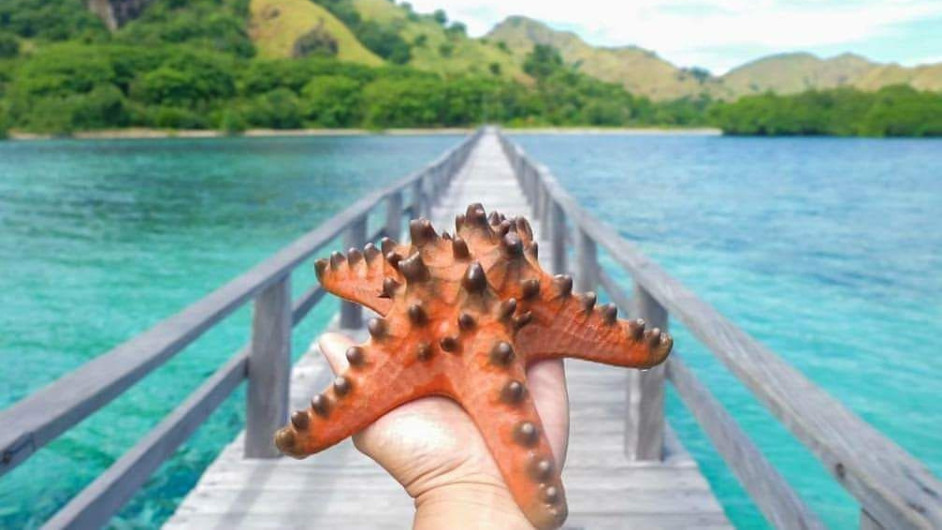 Cruise Ship Excursion Komodo: Your Ultimate Shore Adventure