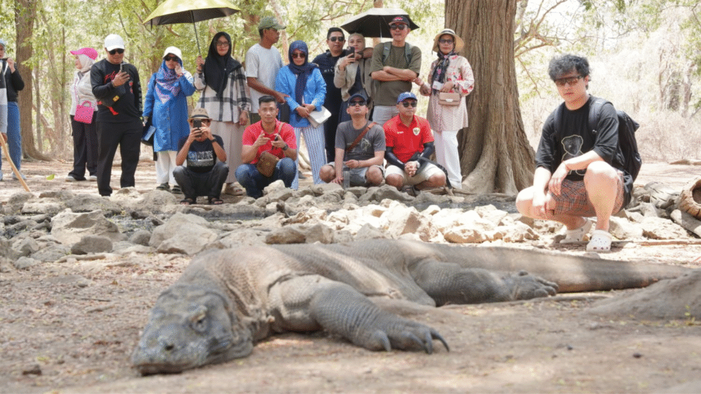Komodo Dragon Shore Excursion: An Unforgettable Wildlife Experience