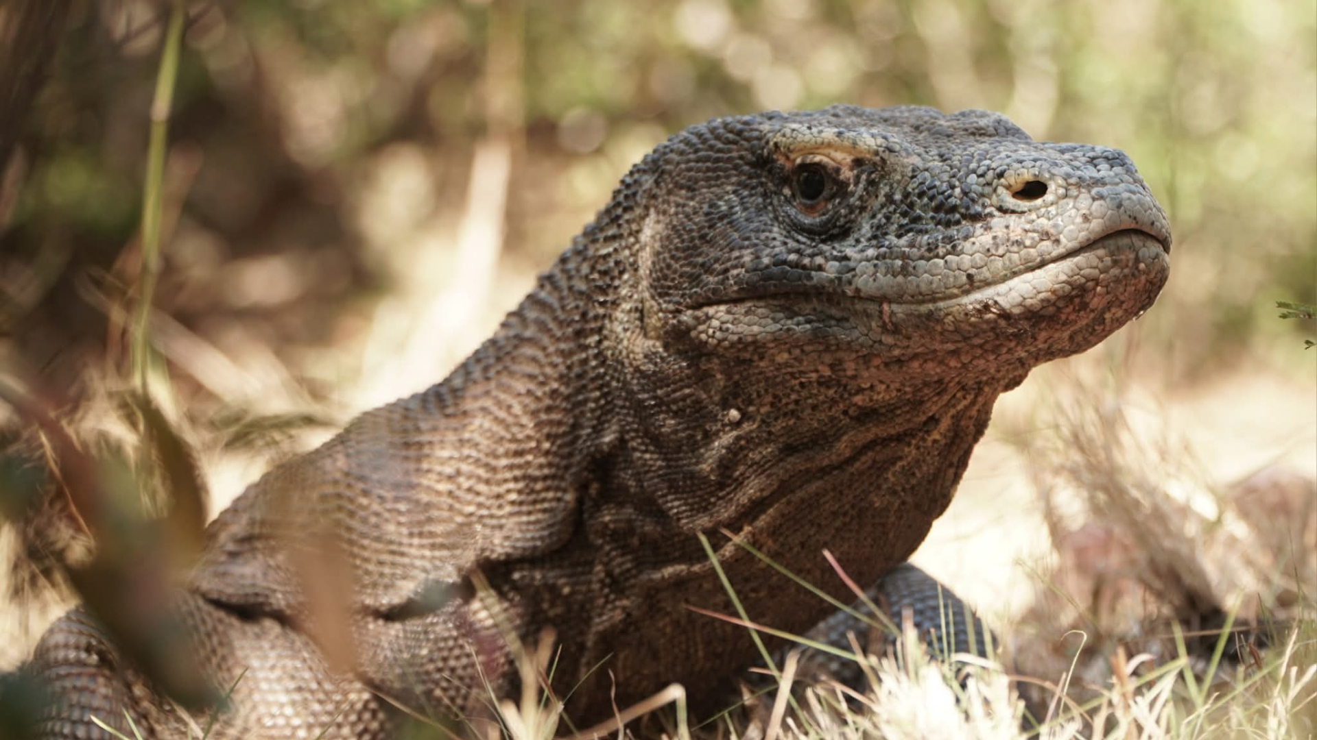 Komodo Dragon Tour from Cruise Ship Indonesia: A Complete Guide